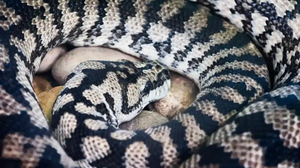 Sonhar com cobra preta e branca