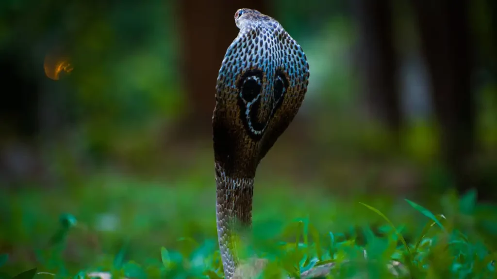 Sonhar com filhote de cobra
