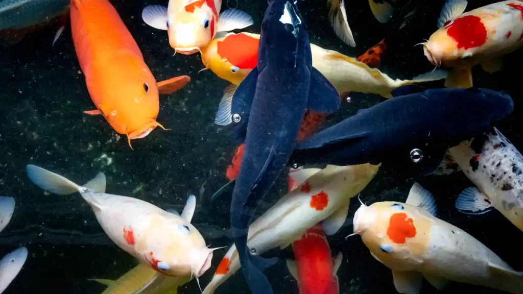 Sonhar com peixe jogo do bicho Sonhar com peixe jogo do bicho