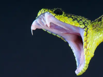 Sonhar com uma cobra preta e branca picando