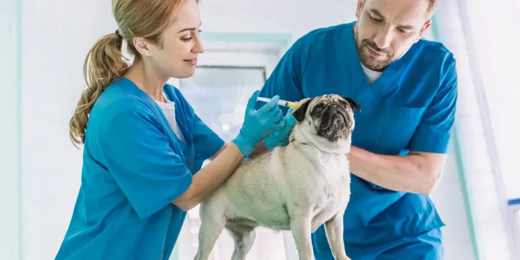 Melhores cursos de auxiliar de veterinário