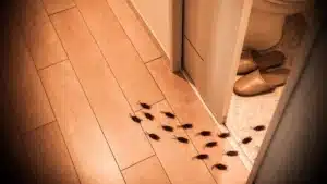 Baratas podem transmitir doenças