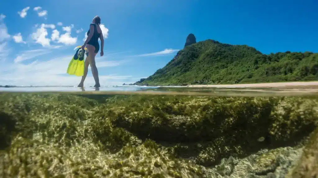 Vida marinha de Fernando de Noronha