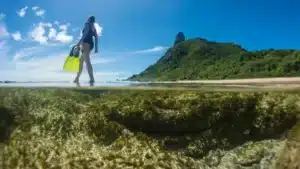 Vida marinha de Fernando de Noronha